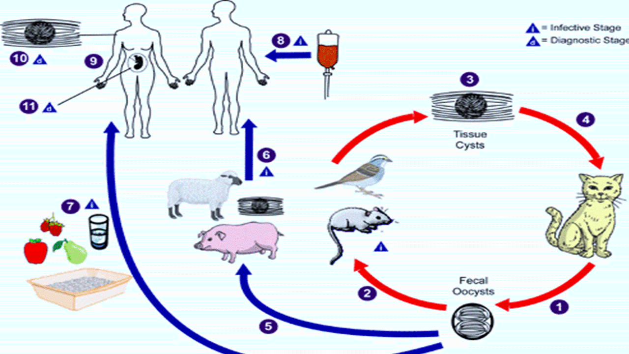 parasitology and mycology medical