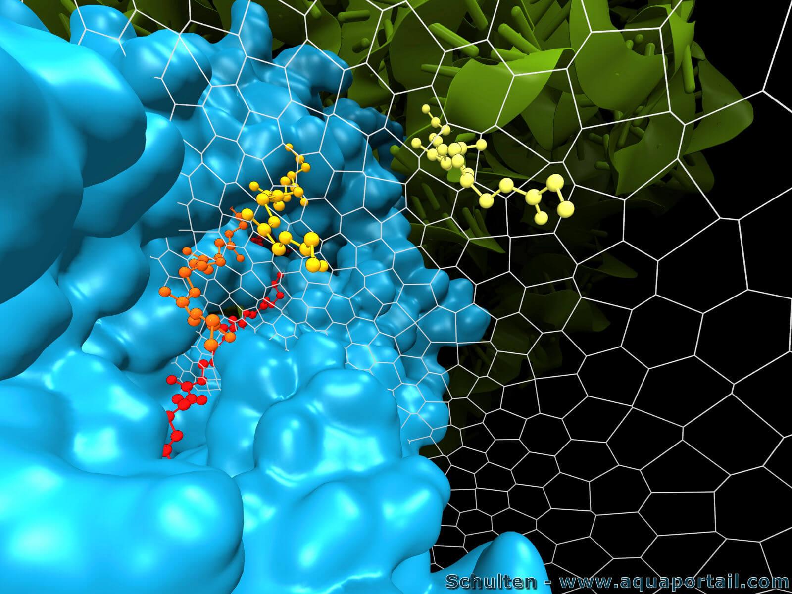 Biophysics