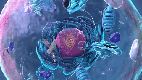 BIOLOGY CELLULAR