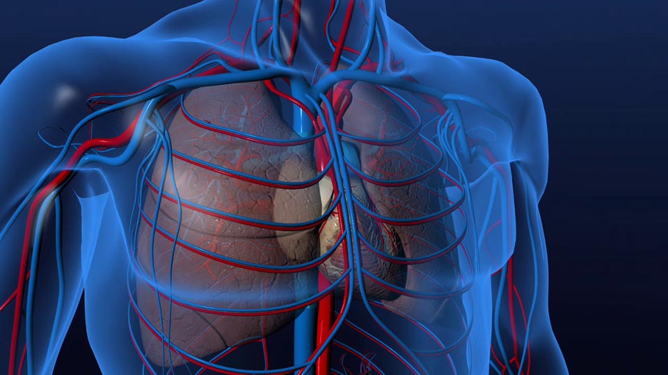 La cavité cardiaque et la grande circulation sanguine 