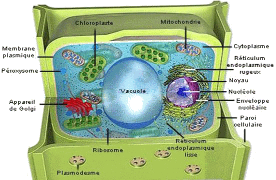 PHYSIOLOGIE VEGETALE